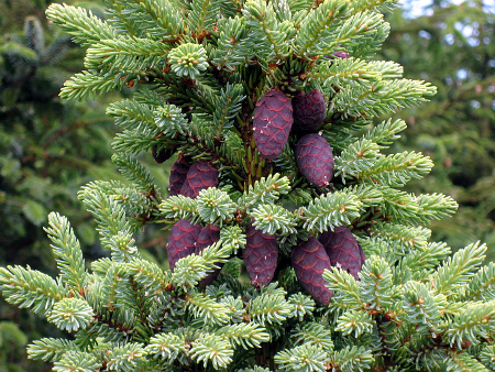 ABIES NIGRA